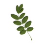 leaf!!